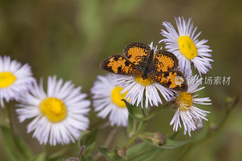 珍珠月牙斑蝴蝶fleabane aster科罗拉多雷诺兹公园